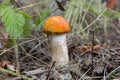 Mushroom orange-cap boletus.