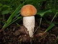 Red. Aspen mushroom close up in a wood. The young aspen orange mushroom. Small  red aspen mushroom in forest . Royalty Free Stock Photo