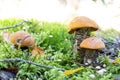 mushroom an orange cap boletus grew in forest . Royalty Free Stock Photo