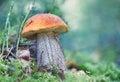 Mushroom an orange-cap boletus grew in summer in forest. Focus concept