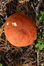 Mushroom orange-cap boletus grows in the forest. Royalty Free Stock Photo