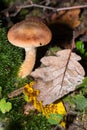 Mushroom on a orange forest ground with brown and yellow autumn leaves