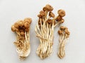 Mushroom oriental, dried foods Royalty Free Stock Photo