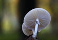 Mushroom , oudemansiella mucida
