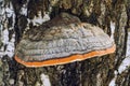 Mushroom; outgrowth on the trunk of a tree Royalty Free Stock Photo