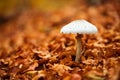 Mushroom over a carpet of leaves