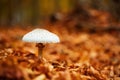 Mushroom over of carpet of leaves