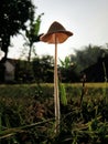 Lonely mushroom Royalty Free Stock Photo