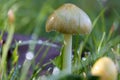 Mushroom overnight growth after the rain