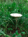 Mushroom pale toadstool in the Ukrainian forest