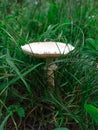 Mushroom pale toadstool in the Ukrainian forest