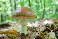 Mushroom - panther cap - Amanita pantherina a poisonous twin of Royalty Free Stock Photo