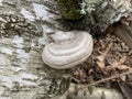 Mushroom parasite grows on an old tree in the forest. Closeup of a tree bark covered with fungal growths. Old birch in the park Royalty Free Stock Photo