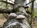 Mushroom parasite grows on an old tree in the forest. Closeup of a tree bark covered with fungal growths. Old birch in the park Royalty Free Stock Photo