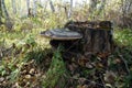 Mushroom parasite Tinder fungus flat Ganoderma applanatum growing on an old birchen stump among fallen leaves in the autumn