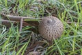 Mushroom parasol  macrolepiota procera and green grass outdoors Royalty Free Stock Photo