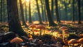 Magical Mushrooms in Autumn Forest Sunlight Royalty Free Stock Photo