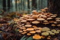 A mushroom patch, hundreds of varieties of psychedelic mushrooms growing on logs in a forest. Safe natural medicine, unregulated