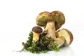 Mushroom penny bun (Boletus edulis)