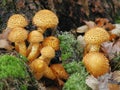 Mushroom - Pholiota squarrosa Royalty Free Stock Photo