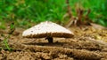 Mushroom photographed in their natural environment. Edible Parasol Mushroom Macrolepiota procera View From Below Royalty Free Stock Photo