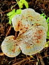 Mushroom photography nature amazing image