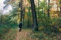 Mushroom picker with basket walking in autumn woods with fall leaves in sunny morning. Man gathering mushrooms in autumn forest.