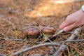 mushroom picker cuts with a knife Suillus mushrooms