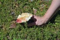 A mushroom picker found a fresh russula mushroom in a forest glade