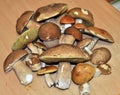 Mushroom picker - several dozen young pure porcini mushrooms. Summer gifts of the Ural forests. Royalty Free Stock Photo