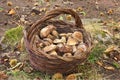 Mushroom picking Royalty Free Stock Photo