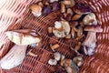 .Mushroom picking.Bay boletes and boletes in a wicker basket.