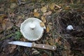 Mushroom picking in the fall - just cut white mushroom with its foot up