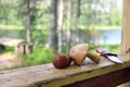 Mushroom picking in Finland