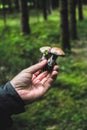 Mushroom picking and foraging