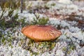 Mushroom picking in the forest. Mushroom boletus edilus. Popular white Boletus mushrooms in forest.