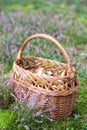 Mushroom picking: forest mushrooms and boletes in a wicker basket - autum time