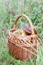 Mushroom picking: forest mushrooms and boletes in a wicker basket - autum time