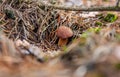 Mushroom picking in the forest. Selective focus. Royalty Free Stock Photo