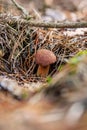 Mushroom picking in the forest. Selective focus. Royalty Free Stock Photo