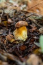 Mushroom picking in the forest. Selective focus. Royalty Free Stock Photo