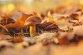 Mushroom picking in the forest. Selective focus. Royalty Free Stock Photo