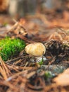 Mushroom picking in the forest. Selective focus. Royalty Free Stock Photo