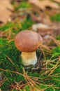 Mushroom picking in the forest. Selective focus. Royalty Free Stock Photo