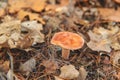 Mushroom picking in the forest. Selective focus. Royalty Free Stock Photo
