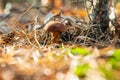Mushroom picking in the forest. Selective focus. Royalty Free Stock Photo