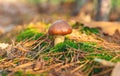 Mushroom picking in the forest. Selective focus. Royalty Free Stock Photo