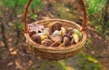 Mushroom picking in the forest. Selective focus. Royalty Free Stock Photo