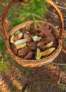 Mushroom picking in the forest. Selective focus. Royalty Free Stock Photo