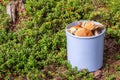 Mushroom picking. Mushroom and berries harvesting. Edible mushrooms in a blue bucket in the forest. Lingonberry in the Royalty Free Stock Photo